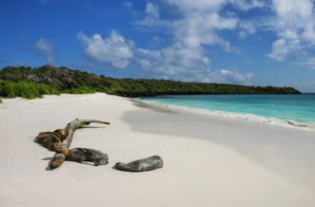 bahia gardner galapagos