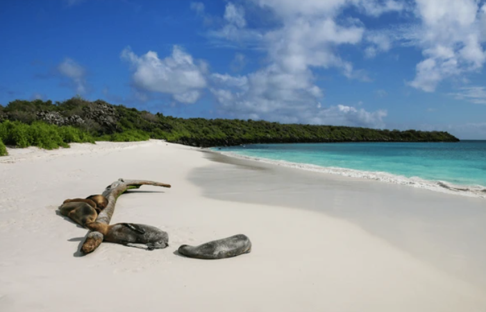 bahia gardner galapagos